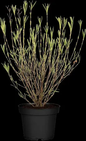 Hypericum kalmianum 'Gemo' - 3 Ltr pot - image 1