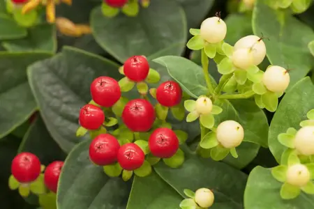 Hypericum 'Miracle? Attraction' - 2 Ltr pot - image 1