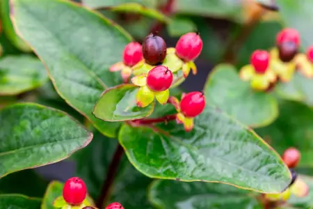 Hypericum 'Miracle? Attraction' - 5 Ltr pot - image 3