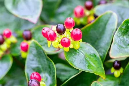 Hypericum 'Miracle? Attraction' - 5 Ltr pot - image 4