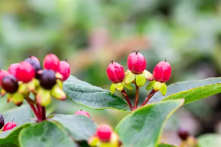 Hypericum 'Miracle? Attraction' - 5 Ltr pot - image 5