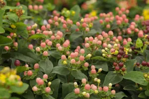 Hypericum 'Miracle? Blossom'