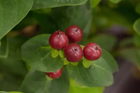 Hypericum 'Miracle? Marvel' - 2 Ltr pot