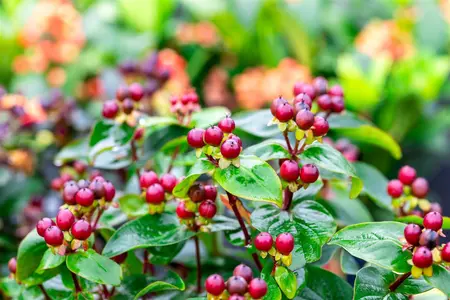 Hypericum 'Miracle? Marvel' - 30-40 CM C5 - image 2