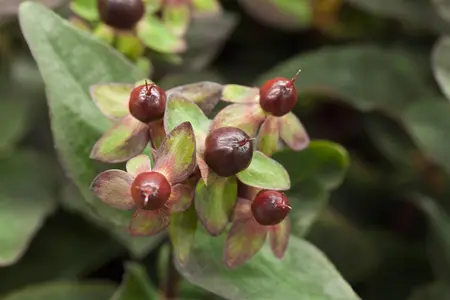 Hypericum 'Miracle? Night' - 25-30 CM C2