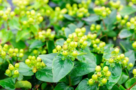 Hypericum 'Miracle? Pistache' - 30-40 CM C5
