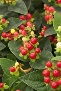 Hypericum 'Miracle? Summer' - 2 Ltr pot - image 2