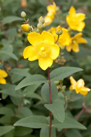 Hypericum moserianum - 30-40 CM C2