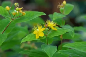 Hypericum perforatum - P13