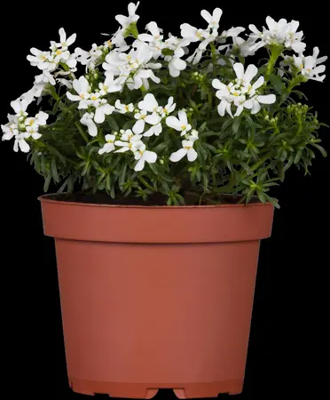 Iberis 'Mermaid Lavender' - 2 Ltr pot - image 1
