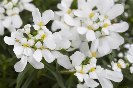 Iberis 'Mermaid Lavender' - 2 Ltr pot - image 2