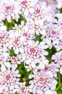 Iberis 'Pink Ice'? - P11 - image 5