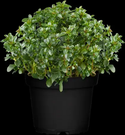Iberis 'Pink Ice'? - 2 Ltr pot - image 1