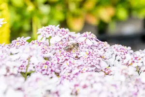 Iberis 'Pink Ice'? - 2 Ltr pot - image 3