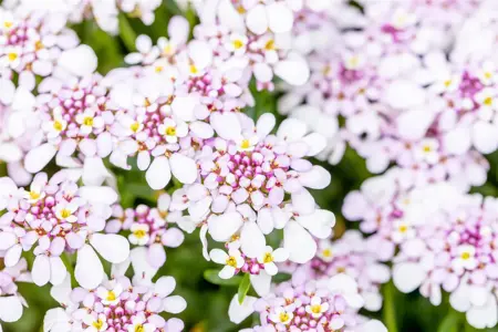 Iberis 'Pink Ice'? - P11 - image 4