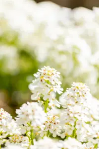 Iberis semp. 'Fischbeck' - P11 - image 4