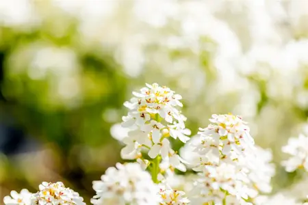 Iberis semp. 'Fischbeck' - P11 - image 5