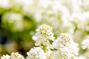 Iberis semp. 'Fischbeck' - P11 - image 5