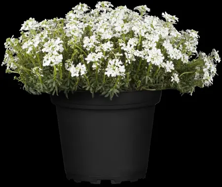 Iberis semp. 'Snowcone' - 2 Ltr pot