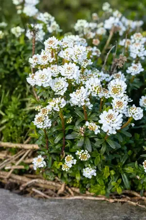 Iberis semp. 'Zwergschneeflocke' - P9 - image 1