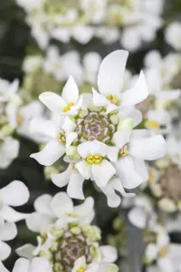 Iberis sempervirens - P9 - image 5