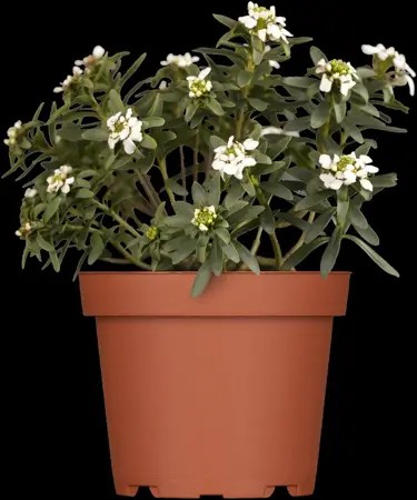 Iberis sempervirens - P9 - image 1
