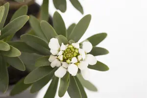 Iberis sempervirens - P9 - image 2