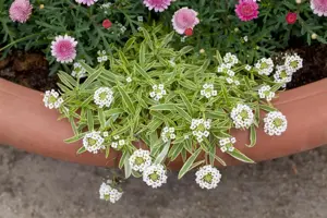 Iberis sempervirens - P9 - image 3
