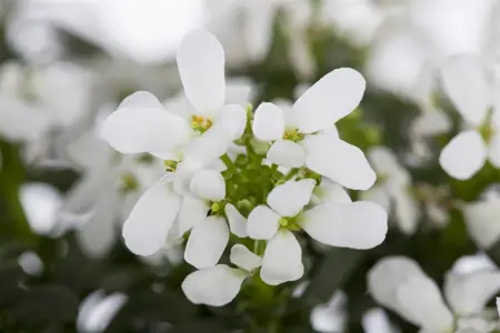 Iberis sempervirens - P9 - image 4
