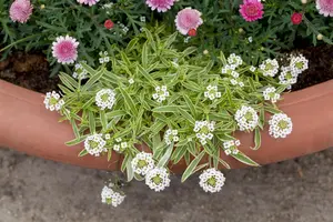 Iberis sempervirens - 2 Ltr pot - image 3