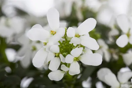 Iberis sempervirens - 2 Ltr pot - image 4