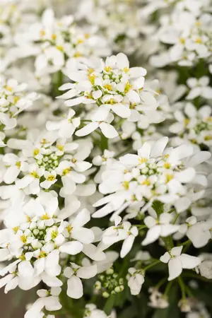 Iberis 'Summer Snowdrift' - P9 - image 3