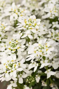 Iberis 'Summer Snowdrift' - P9 - image 3