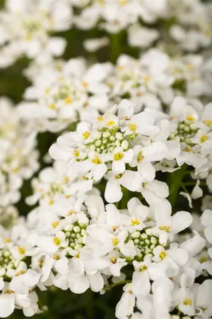 Iberis 'Summer Snowdrift' - P9 - image 4