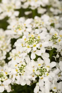 Iberis 'Summer Snowdrift' - P9 - image 4