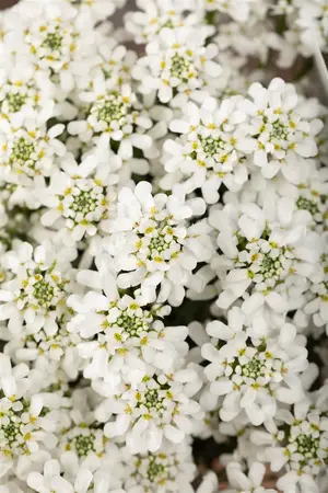Iberis 'Summer Snowdrift' - P9 - image 5