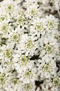 Iberis 'Summer Snowdrift' - P9 - image 5