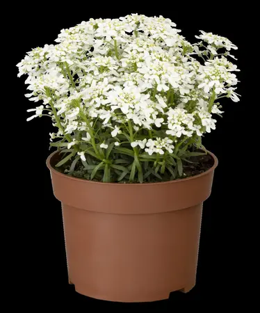 Iberis 'Summer Snowdrift' - P9 - image 2