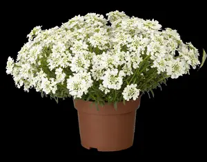 Iberis 'Summer Snowdrift'