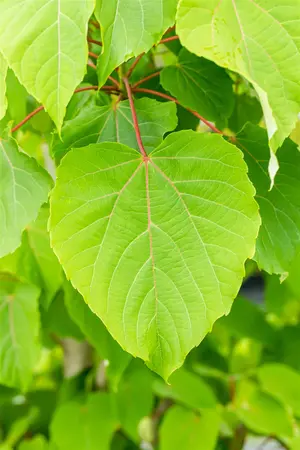 Idesia polycarpa - 125-150 CM RB - image 2