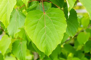 Idesia polycarpa - 3 Ltr pot - image 2
