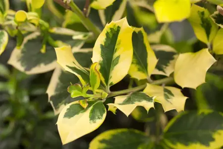 Ilex altaclerensis 'Golden King' - 3 Ltr pot - image 1