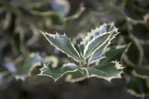 Ilex altaclerensis 'Golden King' - 3 Ltr pot - image 2