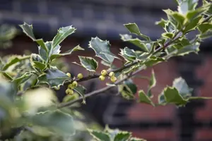 Ilex altaclerensis 'Golden King' - 3 Ltr pot - image 4