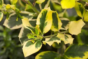 Ilex altaclerensis 'Golden King' - 20-30 CM C2 - image 5
