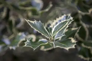 Ilex altaclerensis 'Golden King' - 20-30 CM C2 - image 2