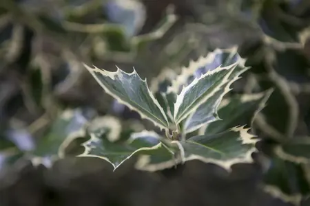 Ilex altaclerensis 'Golden King' - 1.5 Ltr pot - image 2