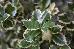 Ilex altaclerensis 'Golden King' - 1.5 Ltr pot - image 3