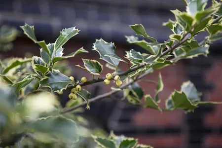 Ilex altaclerensis 'Golden King' - 1.5 Ltr pot - image 4