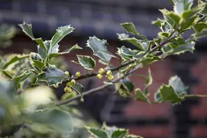 Ilex altaclerensis 'Golden King' - 1.5 Ltr pot - image 4